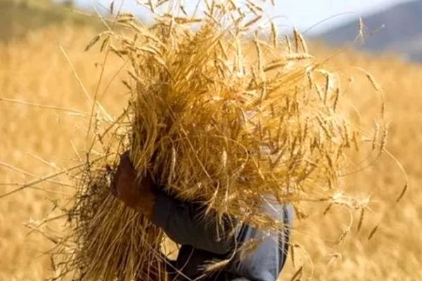 قیمت گندم جهانی گران شد/ نان در ایران گران می شود؟